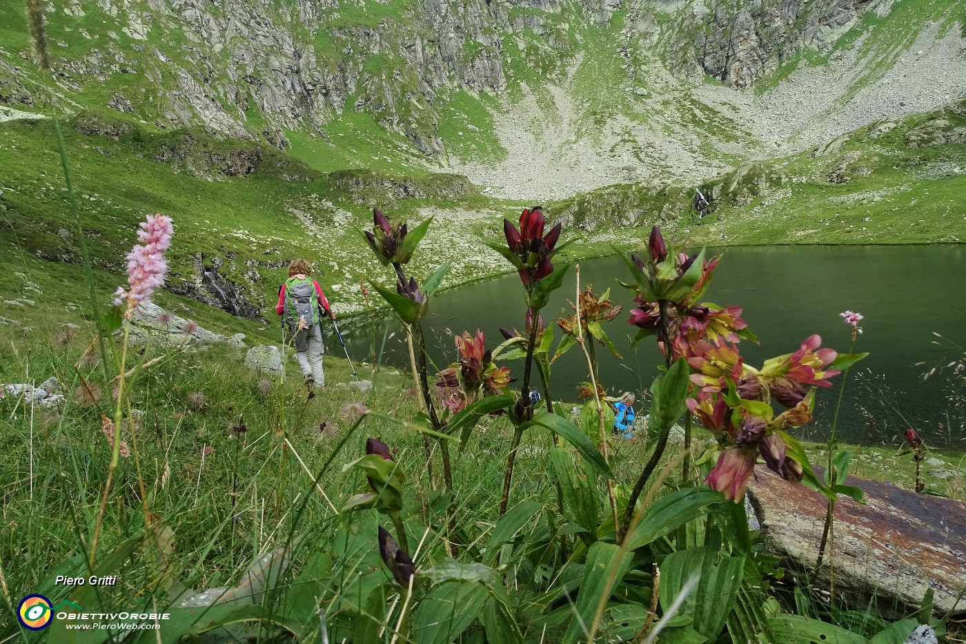 90 Genziana purpurea  (Gentiana purpurea).JPG